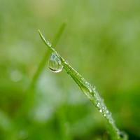 drop on the green grass in rainy days photo