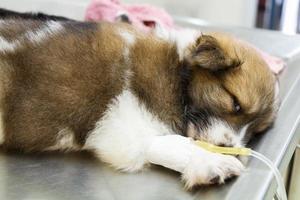 Enfermedad cachorro con goteo intravenoso en la mesa de operaciones en la clínica veterinaria foto