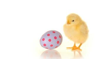 Easter egg and baby chick