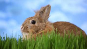 Rabbit sitting in grass video