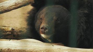 El oso ussuri se encuentra cerca de las ramas. video