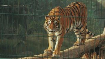 tigre dell'amur dietro le sbarre in piena crescita in piedi su un tronco video