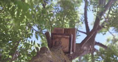 Vogelhaus auf einem Baum in einem Frühlingspark video