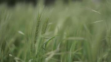 Wheat spikelets swaying in the wind video