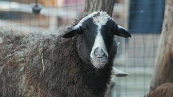 domestic ram chewing food video