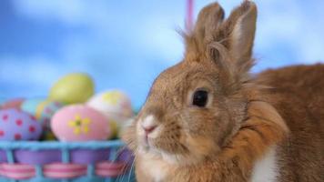 Bunny and Easter basket video