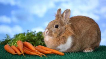 Rabbit and carrots video