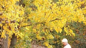 donna senior rastrellando foglie di autunno video