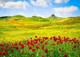 campo de pradera de naturaleza verde primavera con fondo montañoso y flores de amapola foto