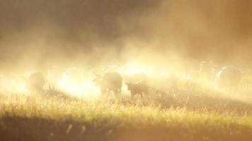 vaqueros pastoreando ganado video