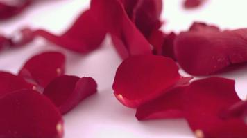 Valentine's Day  rose petals falling video