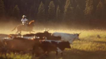 Cowboys herding cattle