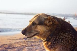 Viejo perro callejero refrescándose en la playa foto