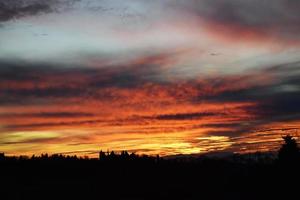 Silhouette of trees during sunset photo