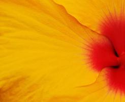 Flor amarilla y roja en fotografía de cerca foto