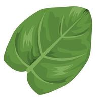 tropical leave palm vector