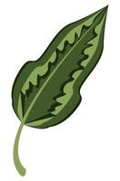 nature leaf plant vector