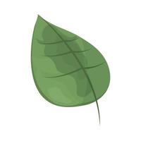 leaf nature botanical vector