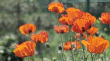 Family of red poppies video