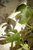 hermosa planta con hojas grandes que proyectan sombras sombras oscuras foto