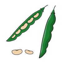 Pods of green bean and beans String  Vector illustration