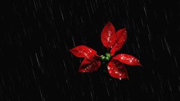 Red Flower petals with Raindrops falling off a flower close up 3D concepts Footage Beautiful red blossoms flower petals on rainy season Love background video