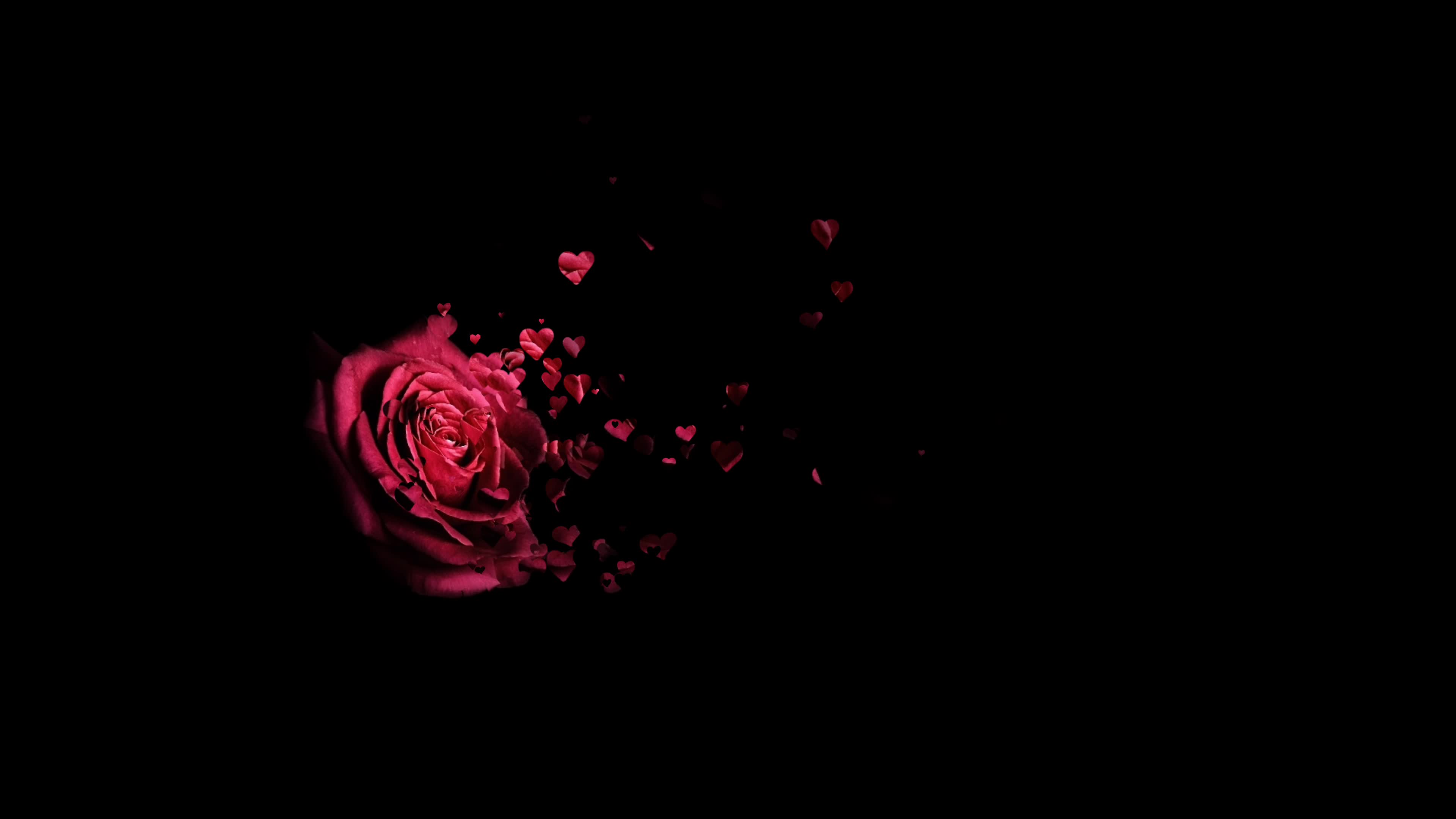 Red rose petals falling 3D concepts Beautiful Red blossoms Rose flower