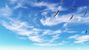 jour ciel bleu et nuages qui passent avec migrer les oiseaux 4k images cumulus nuages contre le ciel bleu ciel bleu nuages migrer oiseaux video