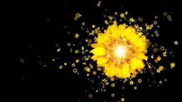 Yellow flower petals falling 3D concepts on top view  Beautiful Yellow blossoms flower falling petals on spring season with shape of the heart Simple of love footage Spring season flowers video