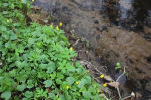 Green river bank top view Early bright spring with lush greenery and seething streams Natural background photo