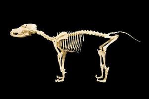 Dog skeleton model on black background photo