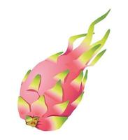 fresh and delicious dragon fruit vector