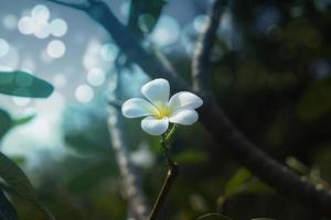 White Plumeria flowers in the park photo