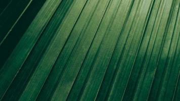 Tropical green coconut leaf texture background Dark tone photo