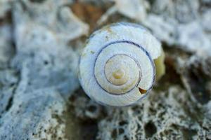 little white snail in the nature photo
