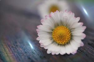 beatiful white daisy flower in spring season photo