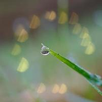 gota de agua sobre la hierba verde deja en días lluviosos
