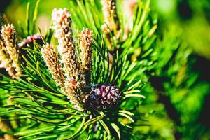 Pine cones on branch photo