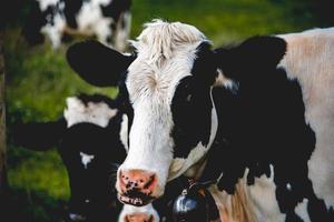 Group of cows photo