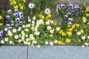 Beautiful Korea flower photo