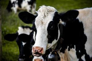 Group of dairy cows photo