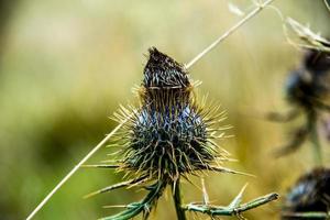 Close-up of a thistle photo