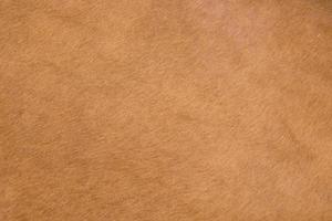 Beautiful texture background of Cow skin photo