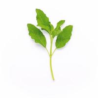 Blanch of fresh holy basil leaves isolate on white background photo