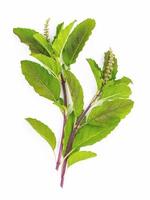 Blanch of fresh holy basil leaves isolate on white background photo