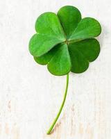 Close up clover leaves on white shabby wooden background photo