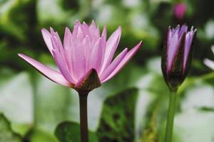 flor de loto rosa con hojas verdes en el estanque foto