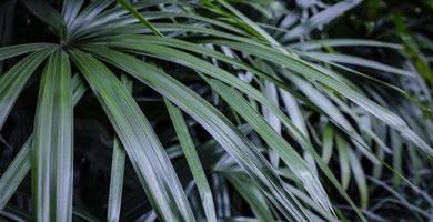 rhapis excelsa o dama palmera en el jardín fondo de hojas tropicales