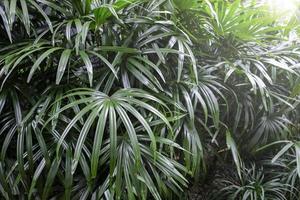 rhapis excelsa o dama palmera en el jardín fondo de hojas tropicales