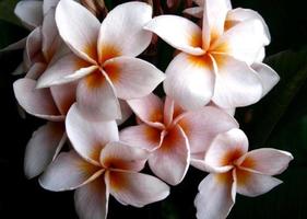flor de frangipani o flor de leelawadee foto